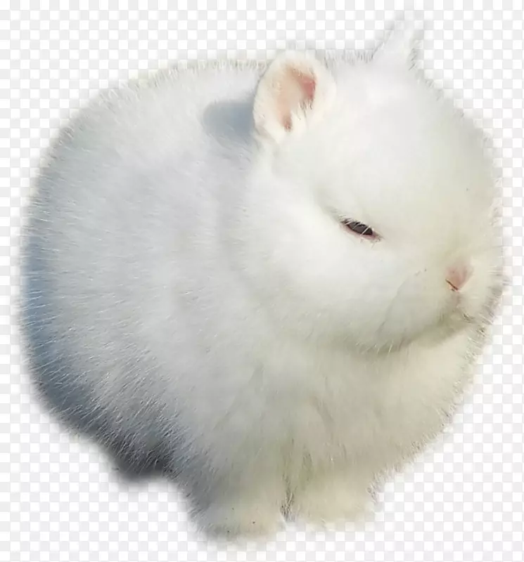 安哥拉白兔，家养兔，抛光兔，矮小兔，白兔