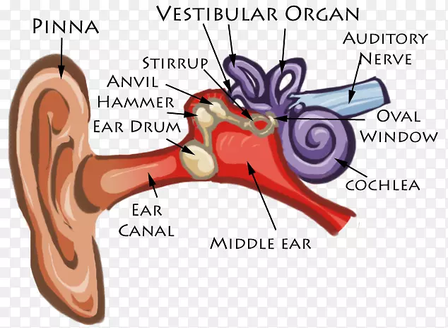 耳蜗解剖图-人耳膜