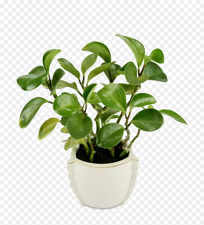 咖啡花盆室内植物-ppt边框