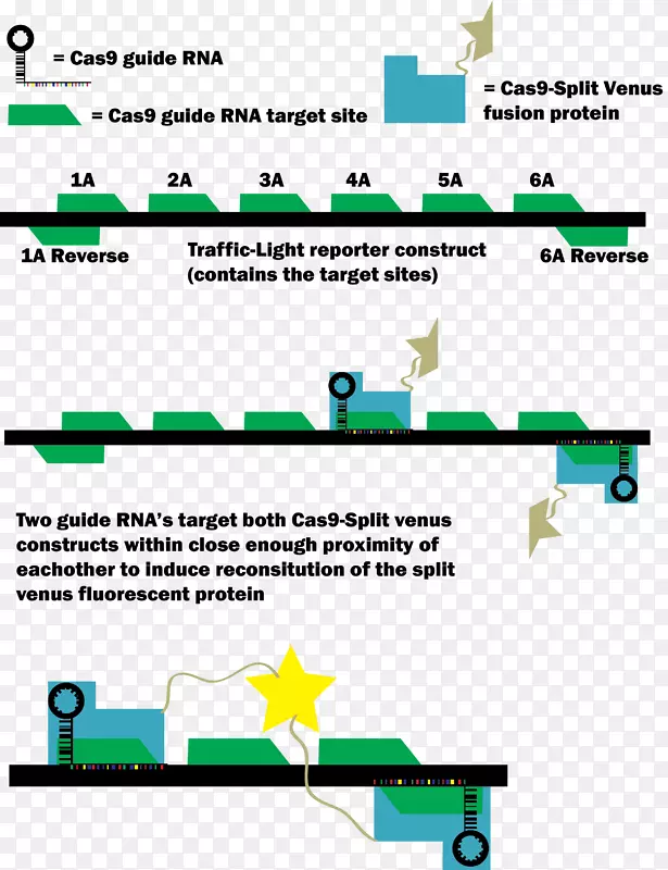 Cas 9绿色荧光蛋白CRISPR转染融合蛋白-信号转导