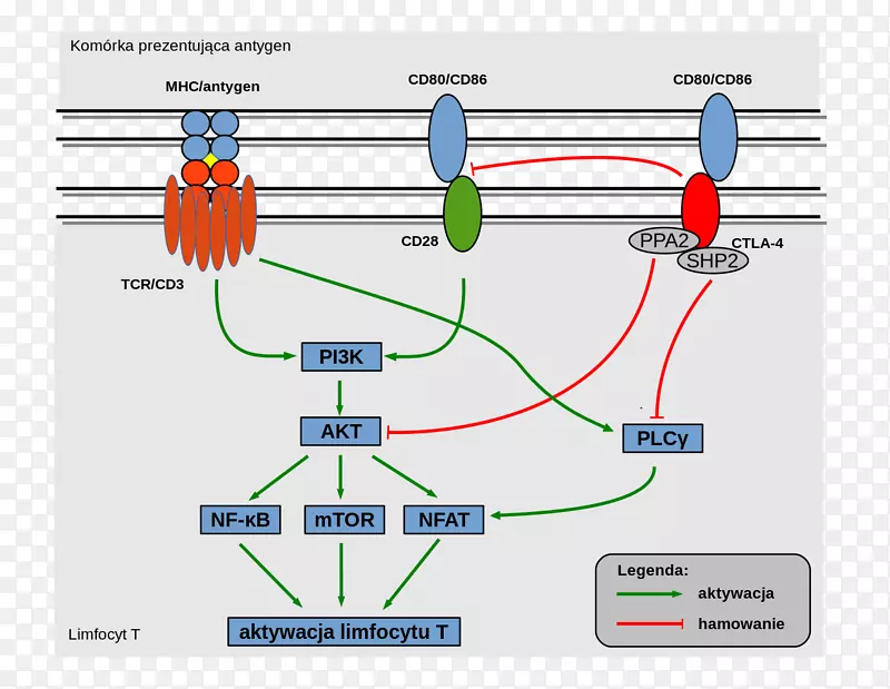 ctla-4 cd28细胞受体细胞信号转导