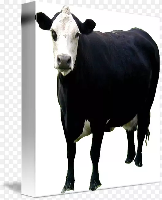 奶牛小牛，安格斯牛，肉牛，公牛