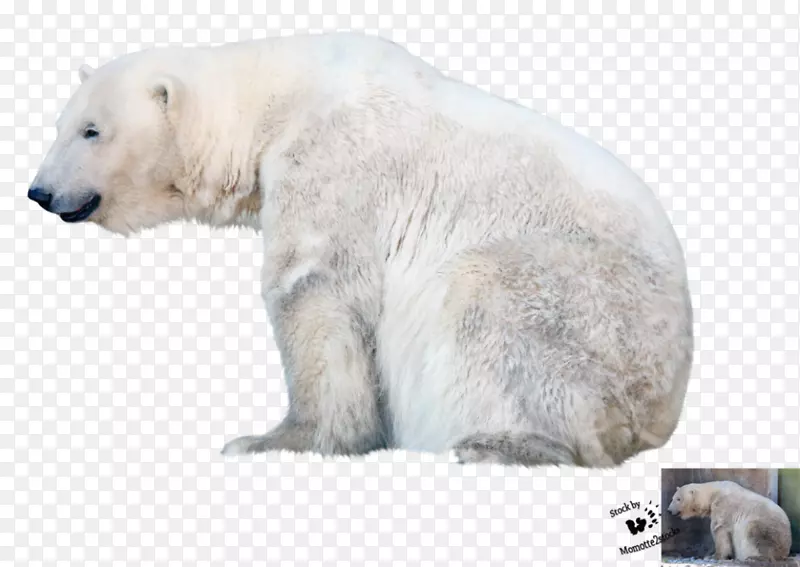 北极熊桌面壁纸夹艺术北极熊