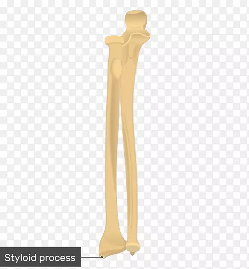 尺骨桡骨结节-桡骨