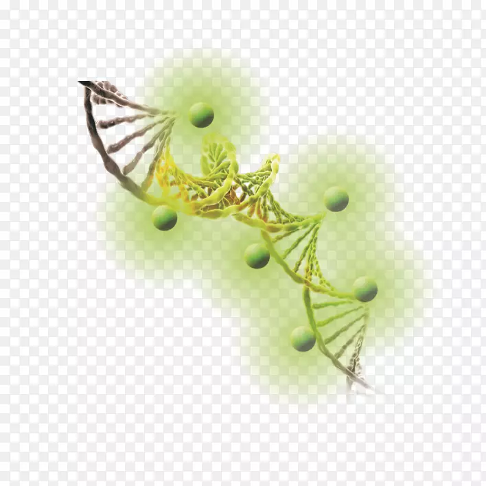 DNA溴化乙锭凝胶电泳的核酸染色