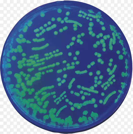 生物技术费舍尔科学Aalborg统计-coli