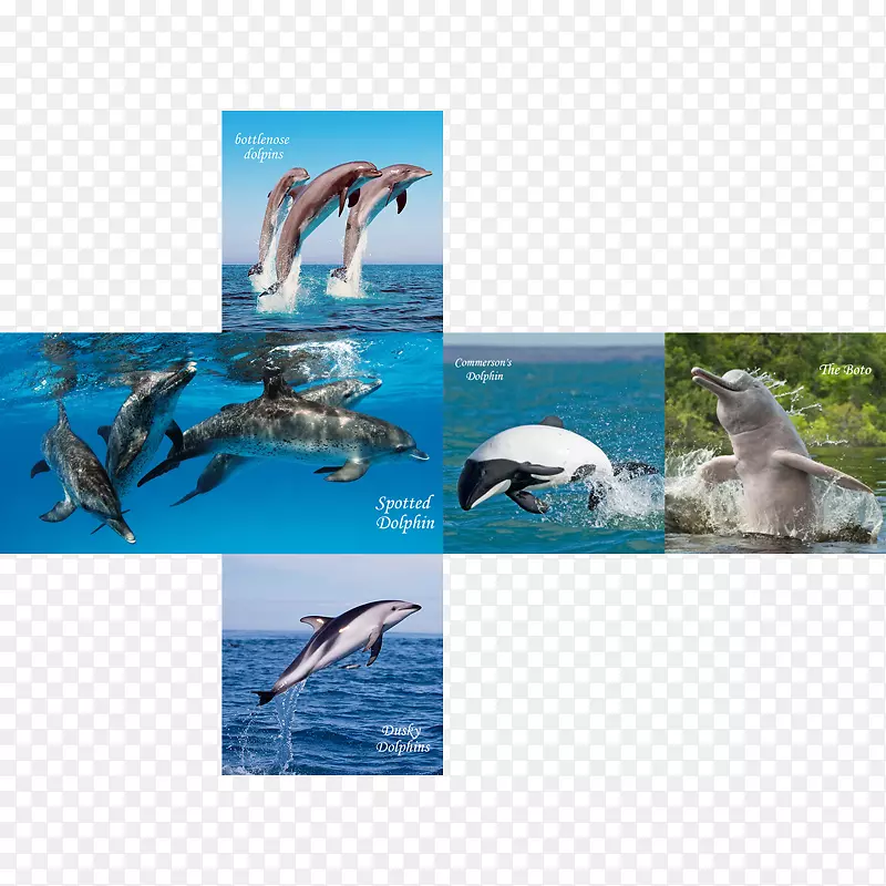 Wholphin斑点海豚v-cube 7-冬季海报装饰品牌