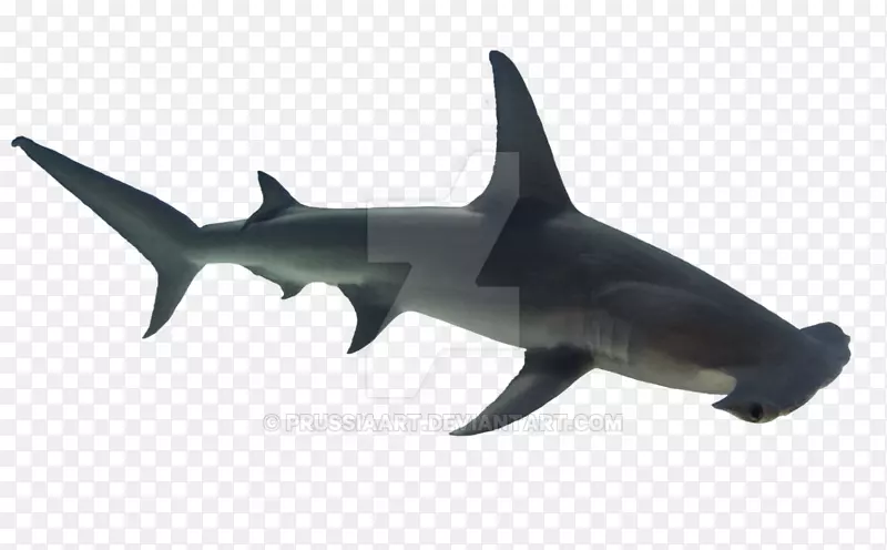 安魂利鲨，锤头鲨，公牛鲨鱼，鱼-鱼