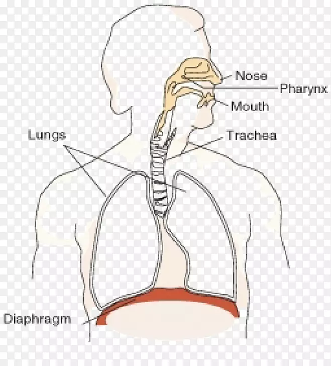 呼吸系统氧胸膈肌二氧化碳功能.鼻子
