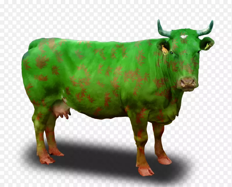 肉牛剪贴画-特基拉
