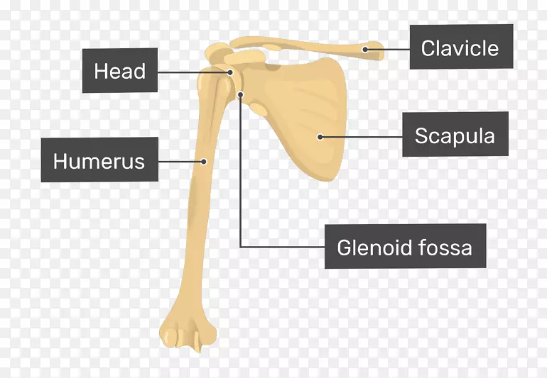 肱骨肩胛骨盂腔肩胛骨半径-肱骨