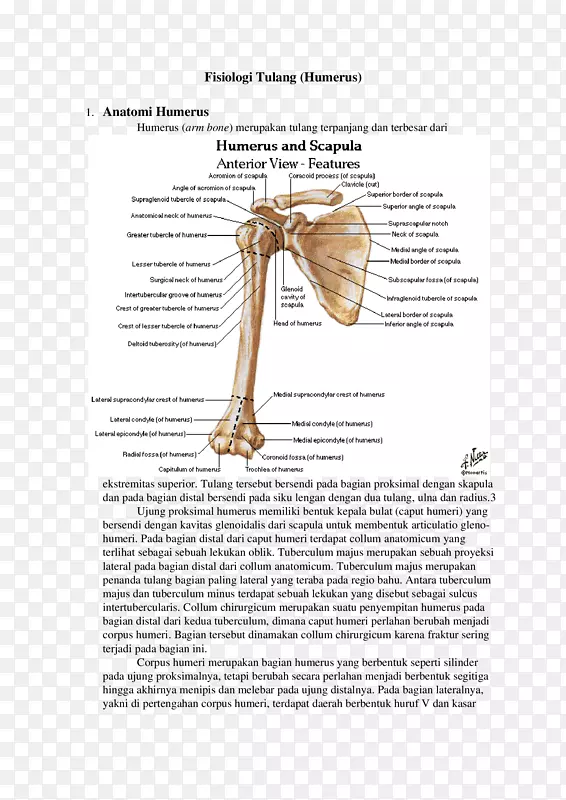 肩关节臂骨解剖