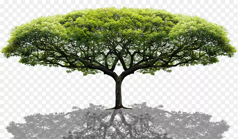 树-树