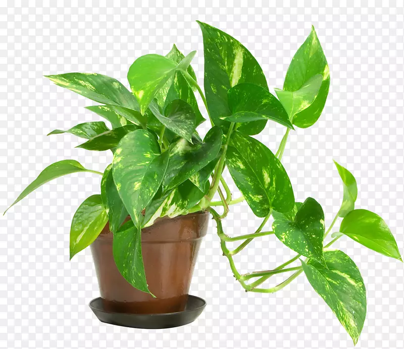 室内植物护理魔鬼常春藤室内空气质量-植物