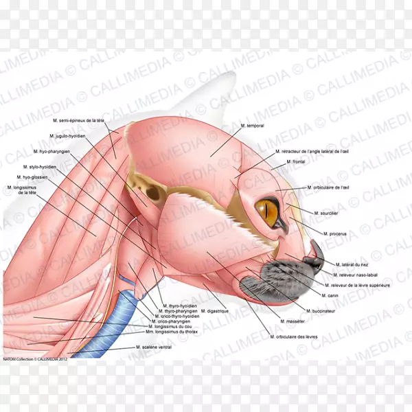 耳猫坐骨肌解剖-耳