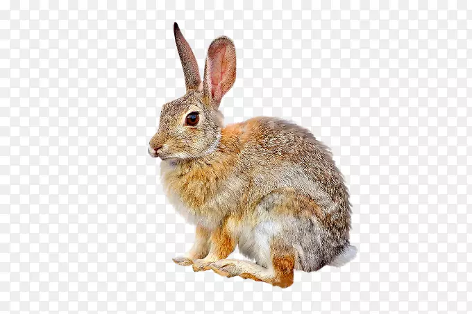 欧洲兔复活节兔