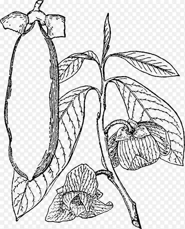 木瓜树授粉器-植物