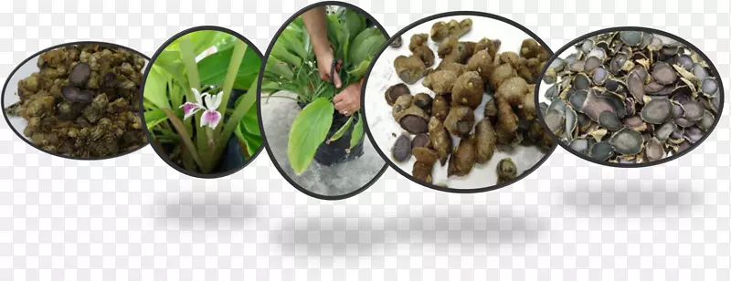 山奈草保健阿拉比卡咖啡草本植物-健康