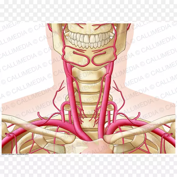 颈动脉人体解剖