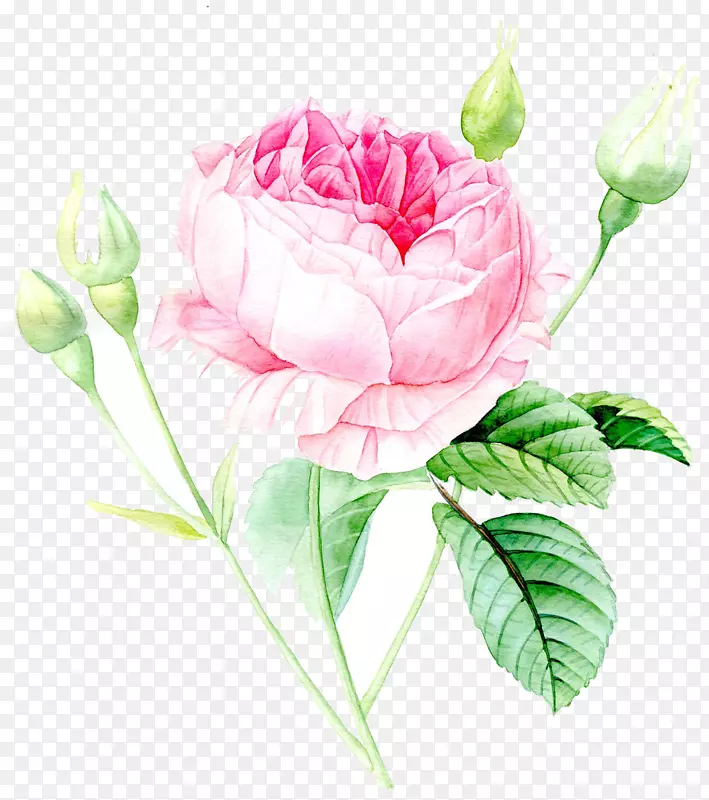 花园玫瑰水彩画大丽花水彩画