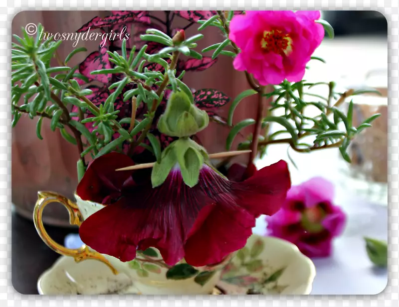 花卉设计花盆紫罗兰族紫罗兰