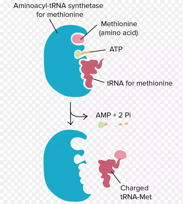 转RNA氨基酰基-tRNA核糖体翻译氨基酸
