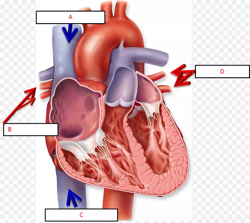 心脏图解剖人体体表-心脏图