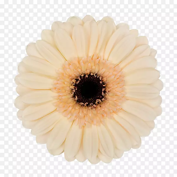 德兰士瓦雏菊塞弗斯克古墓生日礼物-白色非洲菊