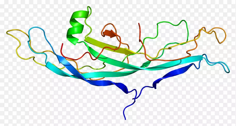cgb 2人绒毛膜促性腺激素蛋白亚单位基因