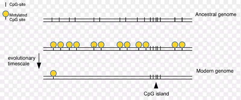 cpg位点cpg岛DNA甲基化胞嘧啶-宝岛培养基