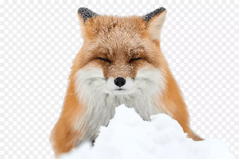 北极狐红狐冬北极狐