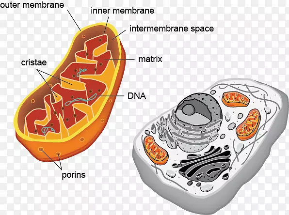 原核生物真核植物细胞器圆形病毒细胞
