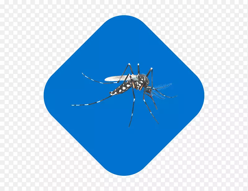 蚊虫线微软天青-蚊子