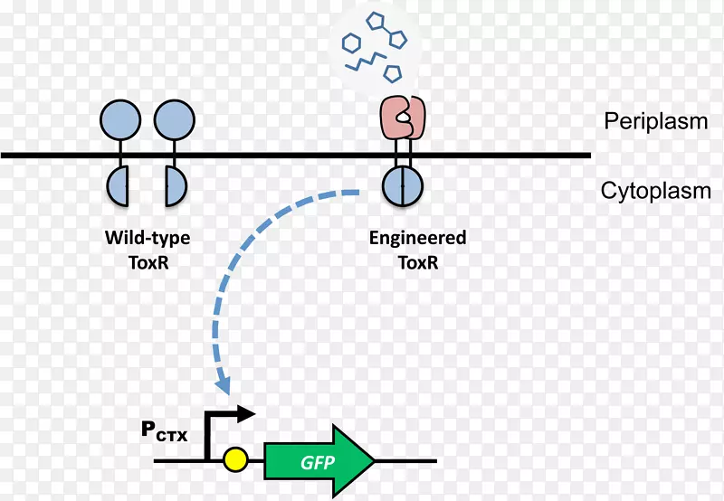转录因子蛋白二聚体dna结合区聚合酶链式反应