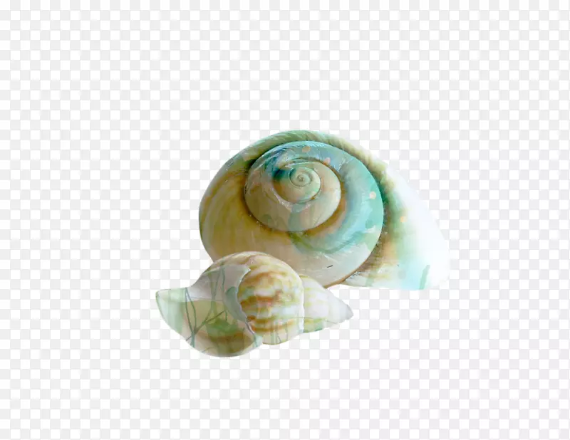 贝壳蜗牛螺贝壳海滩