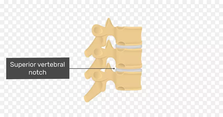胸椎脊柱人体解剖尾椎胸椎