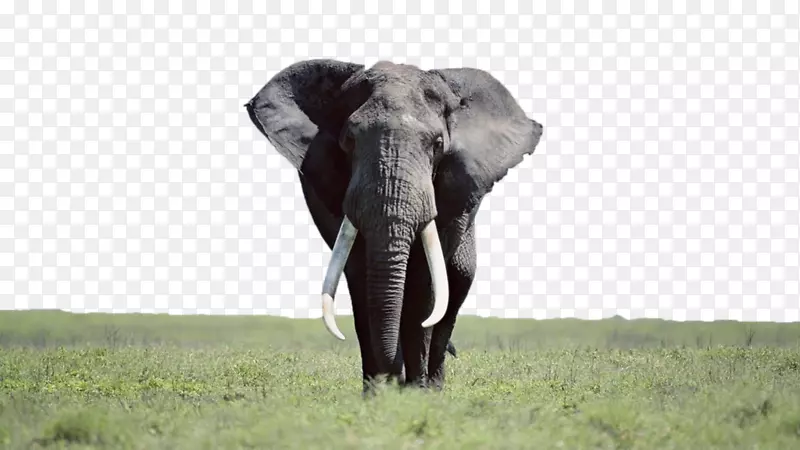 台式机壁纸Elephantidae高清电视笔记本印度象膝上型电脑