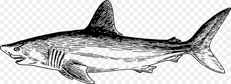 虎鲨鳞状鲨鱼海洋海洋生物-食肉鱼