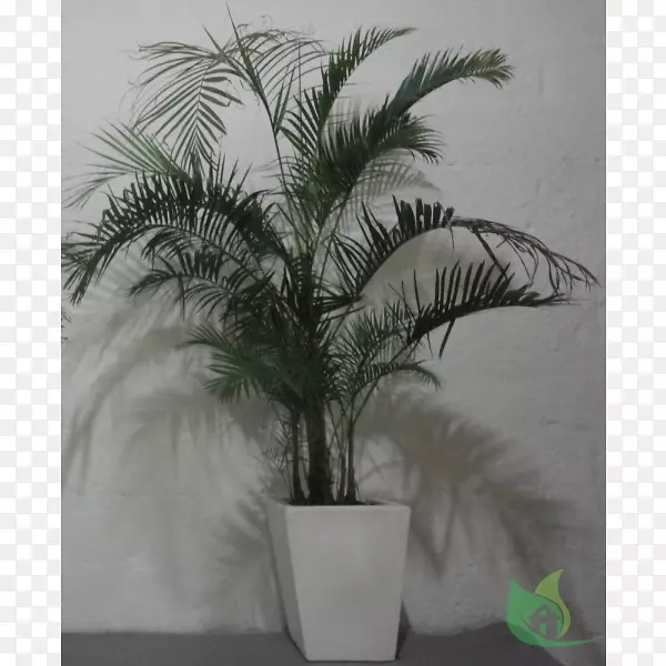 亚洲棕榈花盆枣椰子房植物-枣棕榈