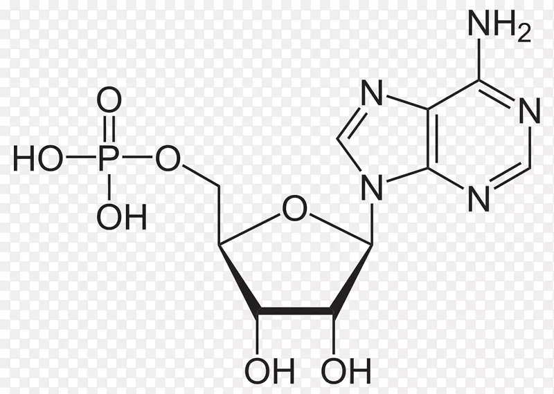 腺苷一磷酸尿苷二磷酸腺嘌呤化学