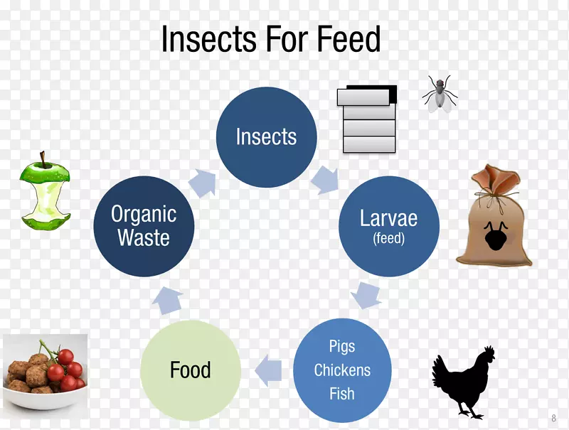 昆虫养殖业经营食品昆虫