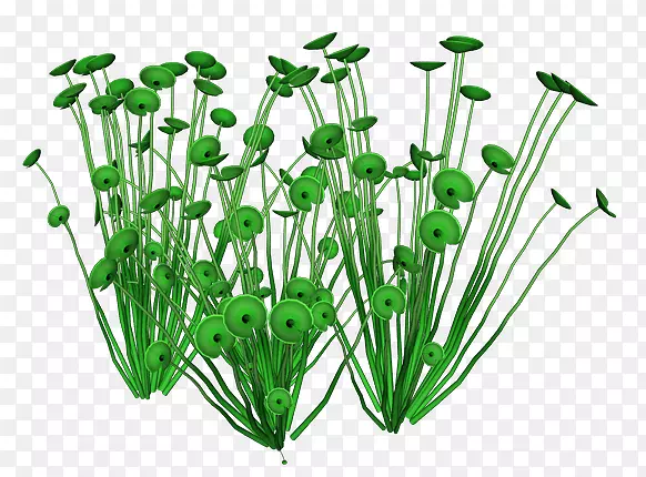 叶菜花盆植物茎-海洋植物