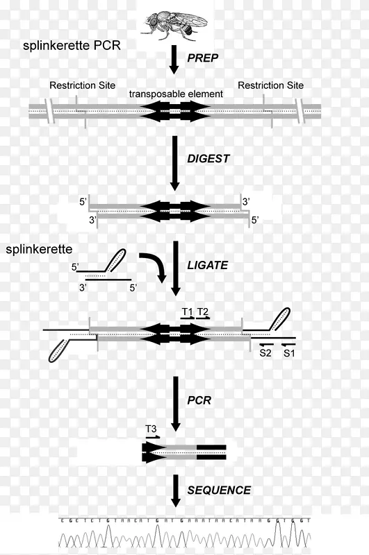 反向聚合酶链式反应转座元件p元素增强子陷阱载体