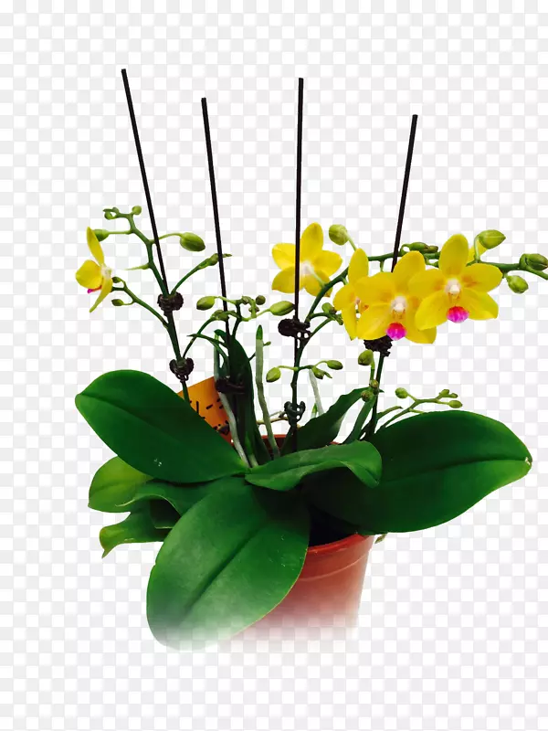 飞蛾兰花设计切花花盆植物茎设计