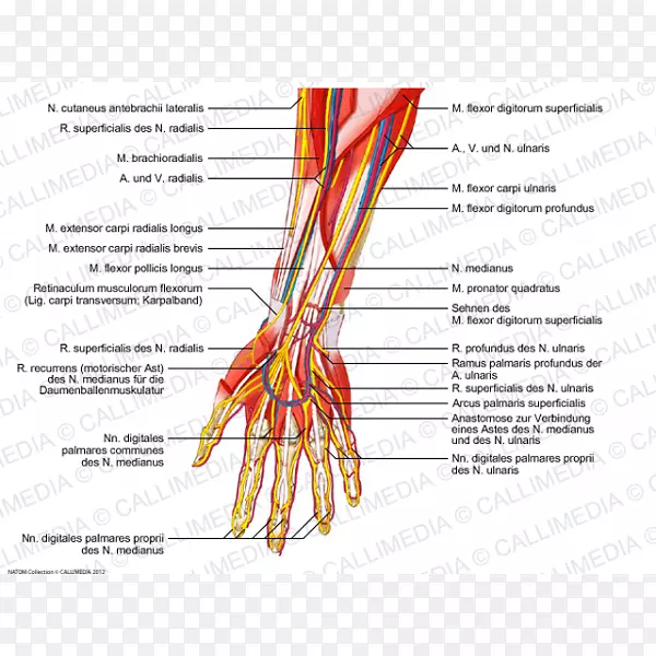 指神经肌血管前臂