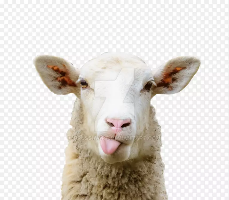 羊嵌合体放牧牧场-绵羊