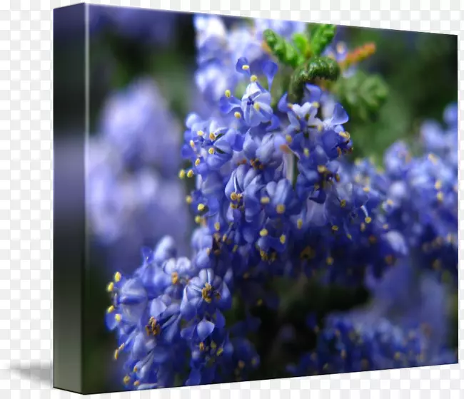 英国薰衣草-蓝莓水彩