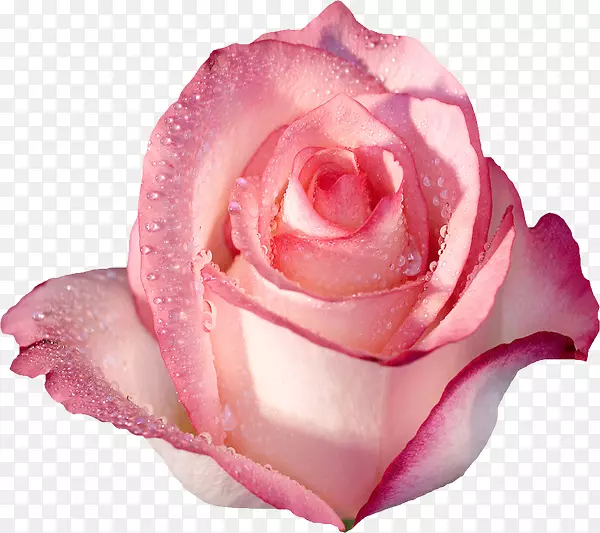 玫瑰桌面壁纸粉红色花朵-玫瑰
