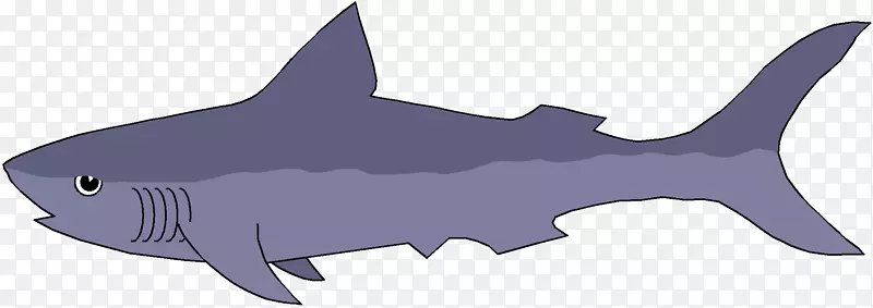 虎鲨内骨架方形鲨鱼水下潜水