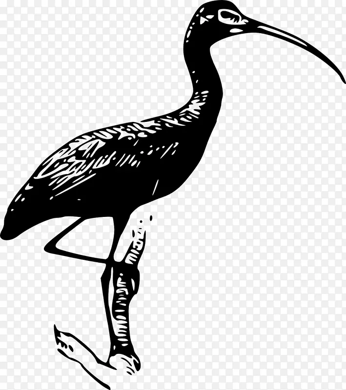 Ibis下载剪辑艺术-鸟类的进化